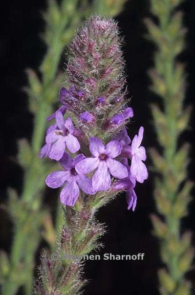 verbena lasiostachys 2 graphic